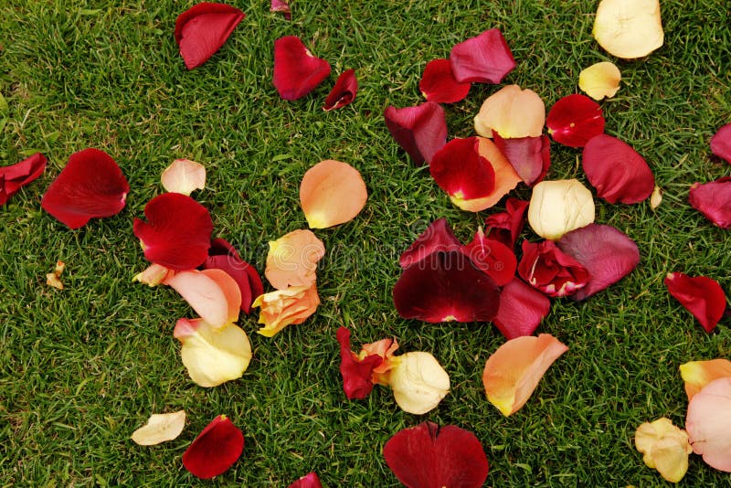 Rose petals on the grass stock image. Image of flower 11744957
