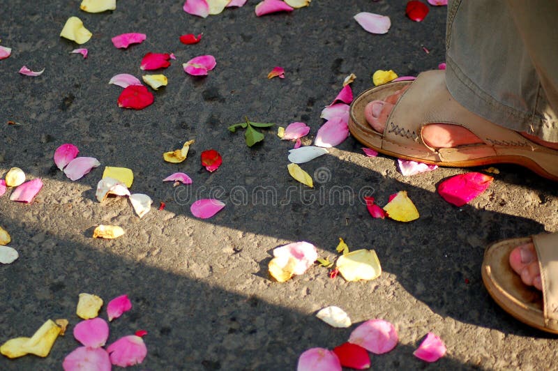 11,563 Dry Petals Rose Stock Photos - Free & Royalty-Free Stock Photos from  Dreamstime