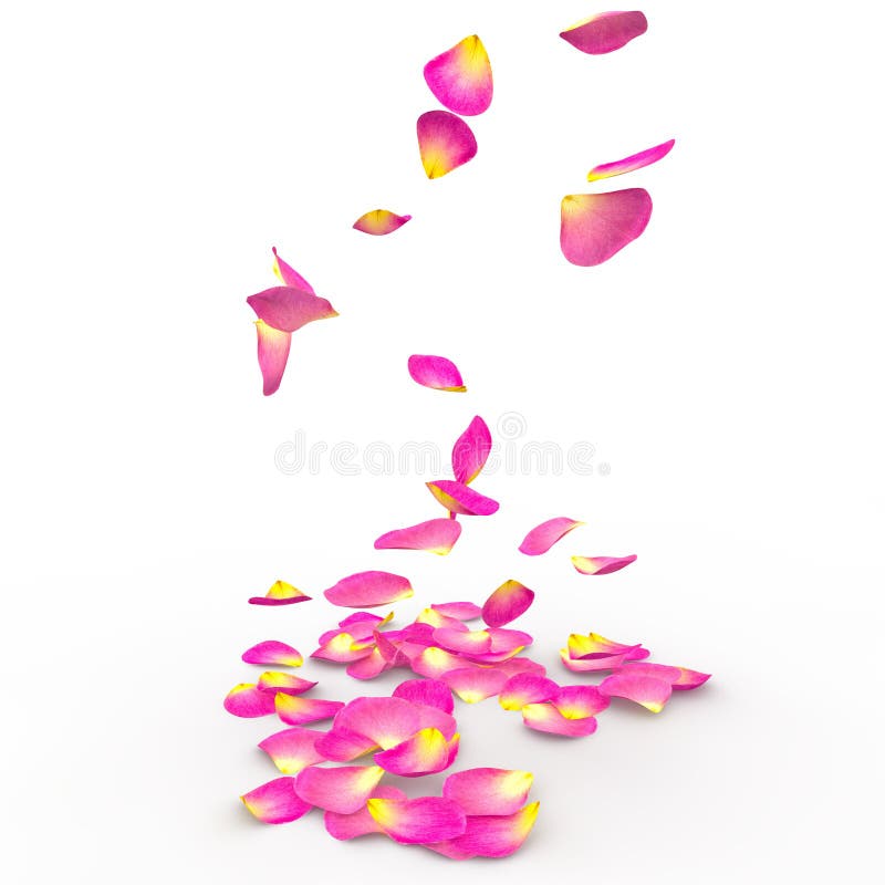 Rose petals on isolated background