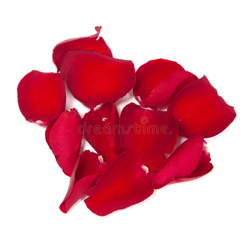 Rose Petals Isolated on White Stock Image Image of decorative