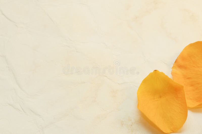 Rose petals on the old paper background royalty free stock images