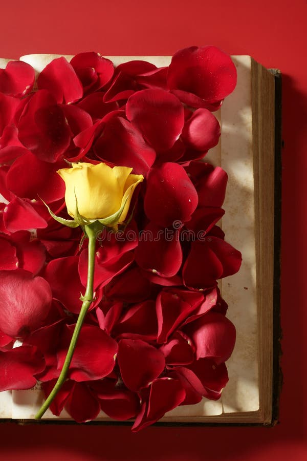 108,796 Roses Petals Stock Photos - Free & Royalty-Free Stock Photos from  Dreamstime