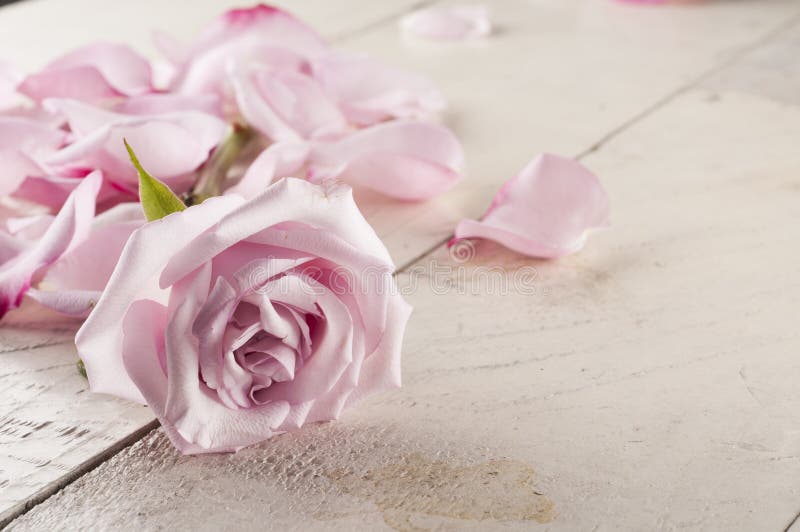 Rose and petals over wooden background.