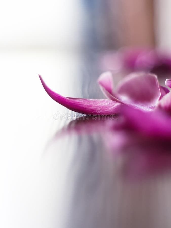 Rose Petals Romance stock photo. Image of pink, celebration 137013172