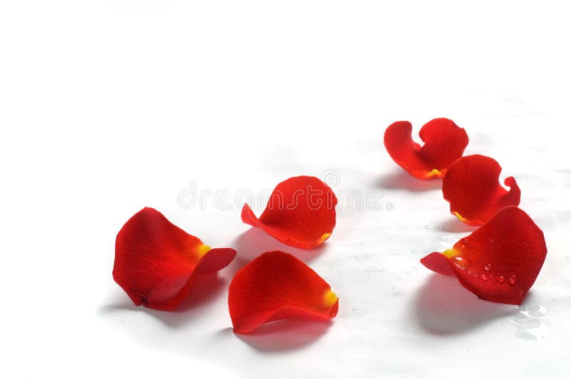 11,583 Dry Rose Petals Stock Photos - Free & Royalty-Free Stock Photos from  Dreamstime