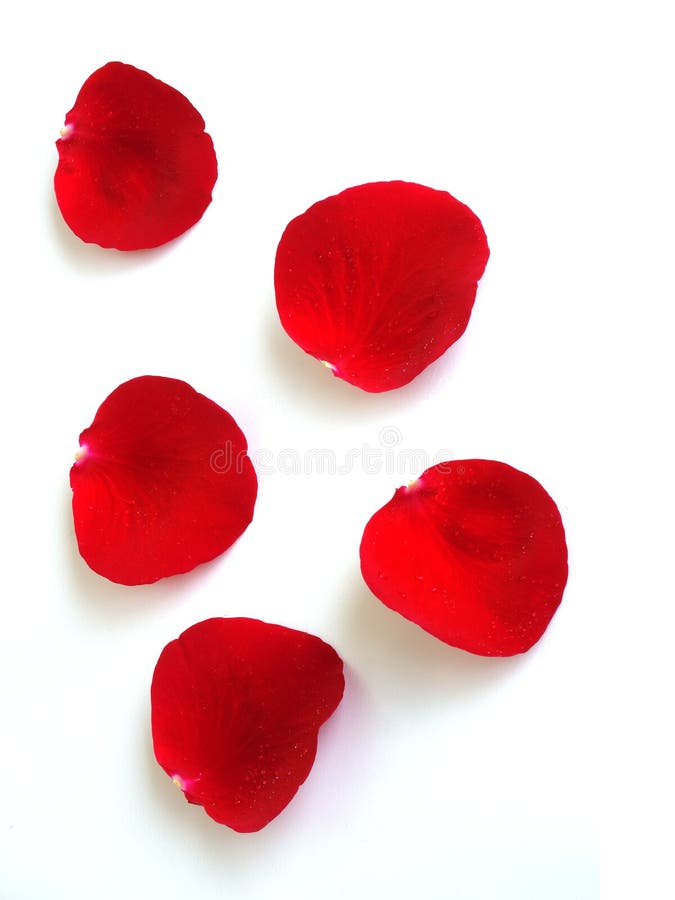 Rose Petals on White Background Stock Image Image of backgrounds