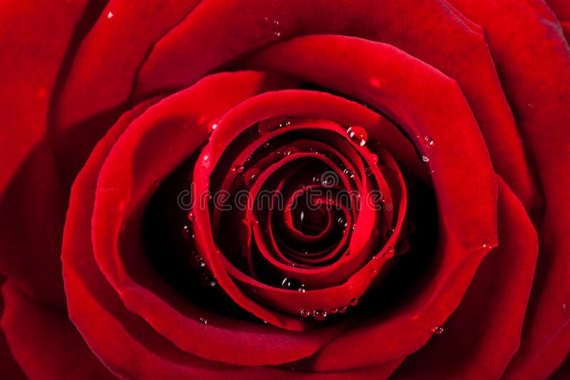 Rose and petals on white background. Red rose head on macro with small drops of water.