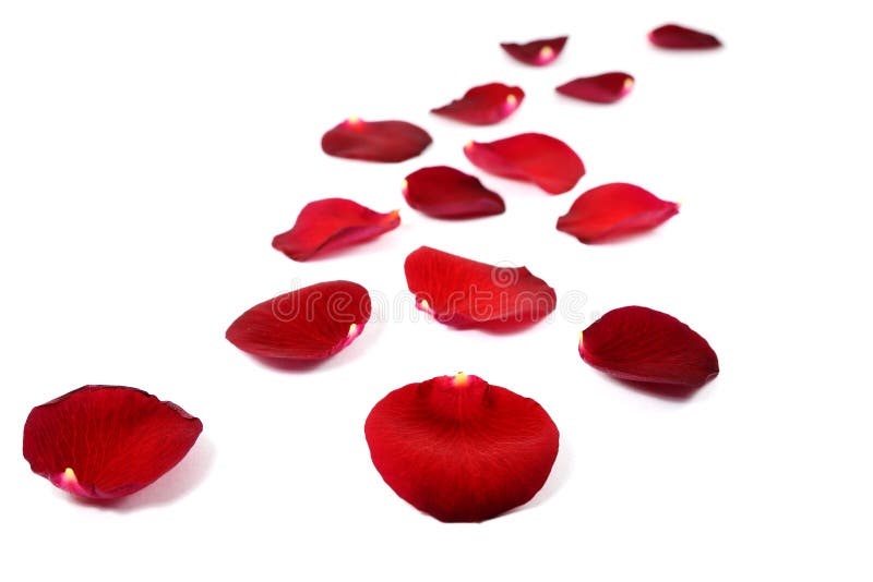 Rose petals on white stock image. Image of nature, plant 38945379