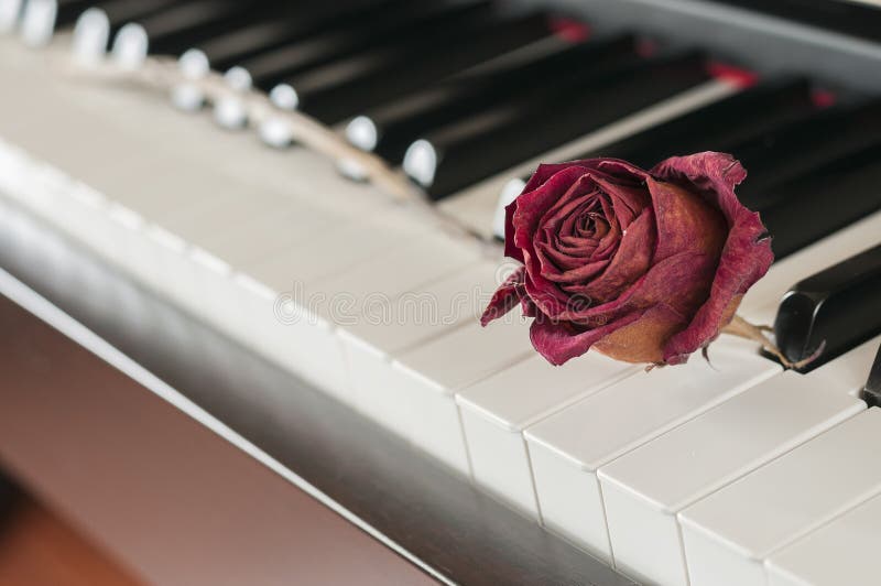 Rose on a piano stock image. Image of blues, artist, dark 28827887