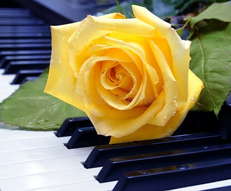 The Rose on the Piano Keyboard Stock Photo Image of jazz, music 8544366