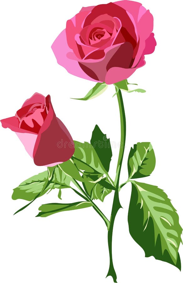 Rose vector illustration