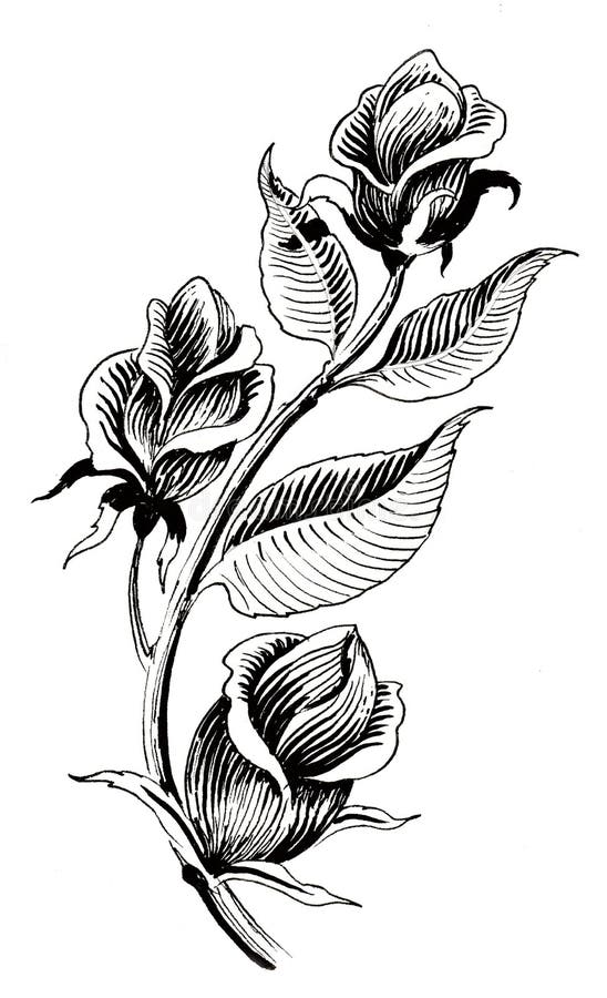 Rose plant stock illustration. Illustration of sketch - 110590278