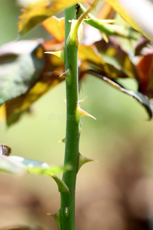 Closeup Of A Rose Thorn On The Stem Stock Image Image of bush, garden 104910937