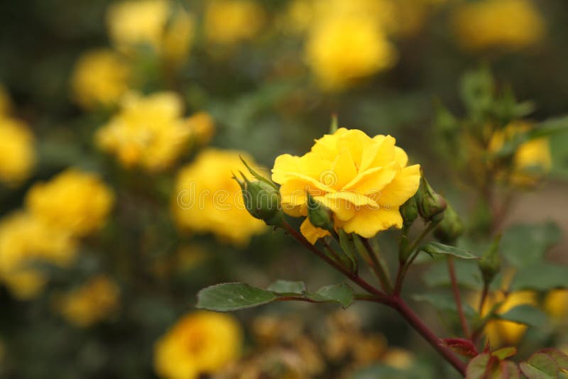 Rose Plantation. Growing Roses for Seedlings Stock Image Image of