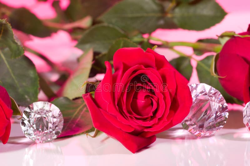 Rose Present with a Surprise Stock Photo Image of flower, rose 4012292