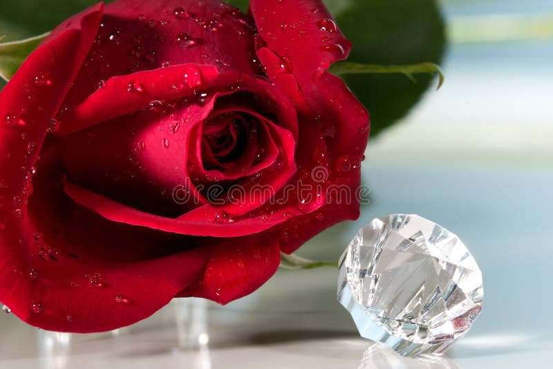 Rose Present with a Surprise Stock Image Image of rose, present 4034911
