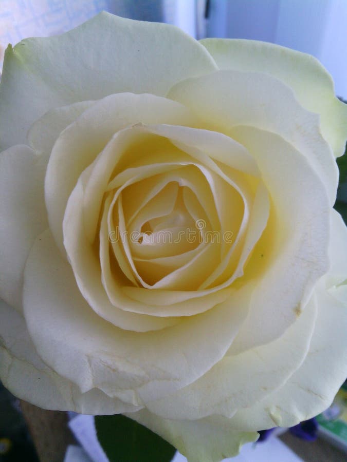 Snowwhite rose stock image. Image of flower, sheet, white 69408865