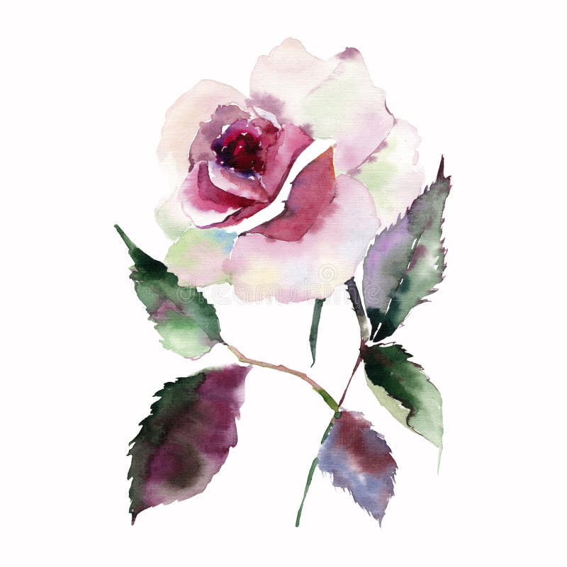 Rose pulvérulente rose-clair botanique de fines herbes florale de pourpre de bel bel été merveilleux sophistiqué lumineux de ress