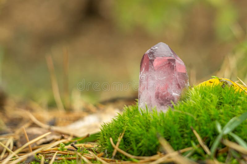 Rose quartz. Pink large crystal gemstone close-up on a background of moss and autumn nature.