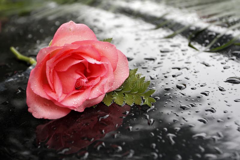 A Rose In The Rain Stock Images - Image: 10470544