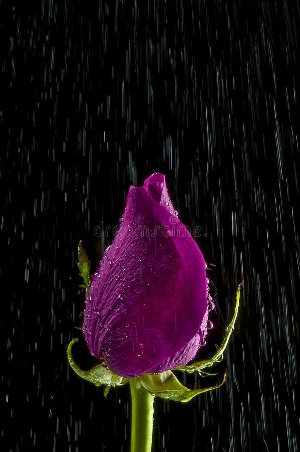 Rose after rain stock image. Image of raining, water 91511181