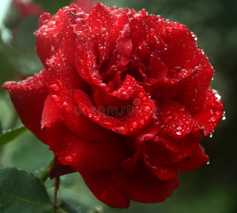 Rose after rain stock image. Image of rose, drops, love 91511181