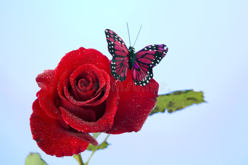 Rose Red Butterfly Isolated on Blue
