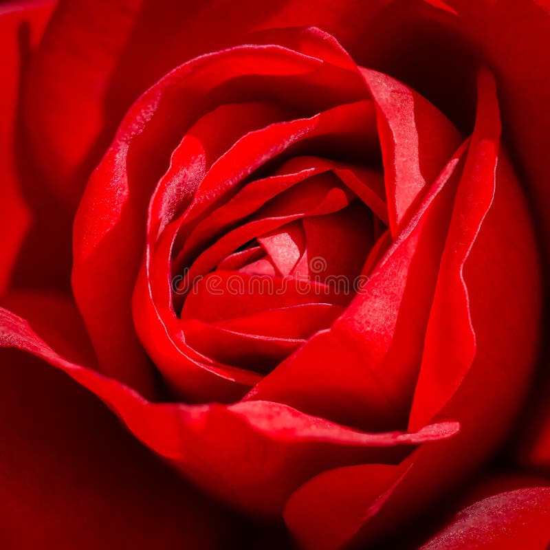 Rose stock photo. Image of roos, rose, beautiful, leafs - 163466684