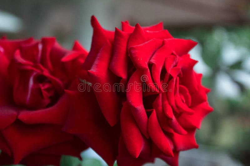 Rose of red roses, approach