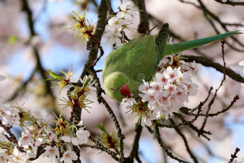 Roseringed parakeet stock image. Image of background 97484655