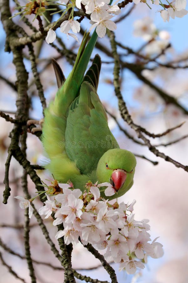 Roseringed parakeet stock photo. Image of beautiful 97484672