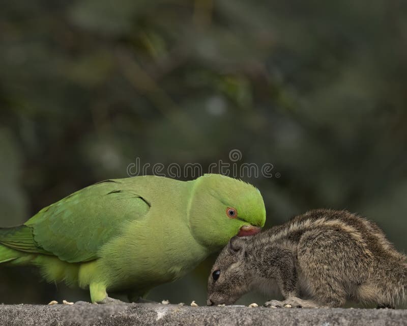 Wild rose-ringed or ring-necked parakeet peeks its head out of its nest  hole in the side of a tree trunk. Beautiful bird with bright red beak, and  col Stock Photo - Alamy