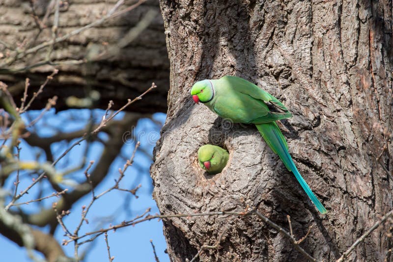 Rose-ringed parakeet in the nest, Montpe... | Stock Video | Pond5