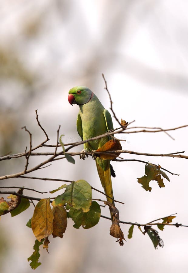 The Rose-ringed Parakeet Perched on a Tree Stock Image - Image of pench ...