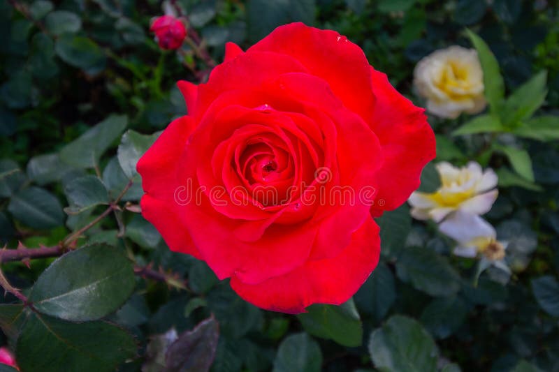 Rose roja en la ramificación fotografía de archivo libre de regalías Rose roja en la ramificación fotografía de archivo libre de regalías