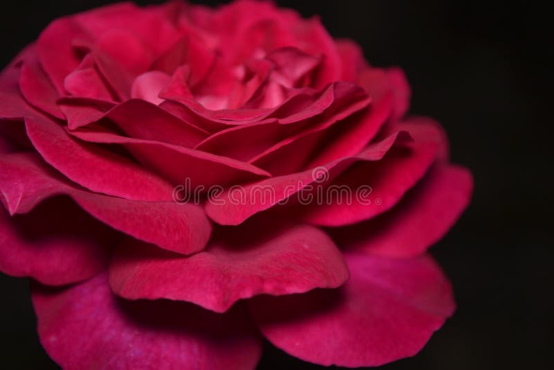 4 images 1 mot 7 lettres roses trompette