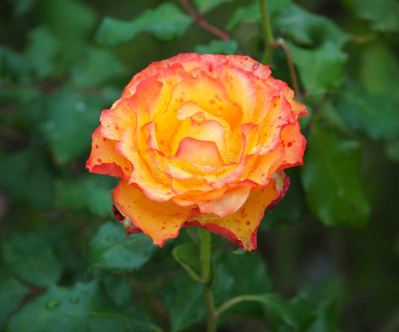 Rose in Rose Garden Tralee Irlanda Fotografia Stock Immagine di