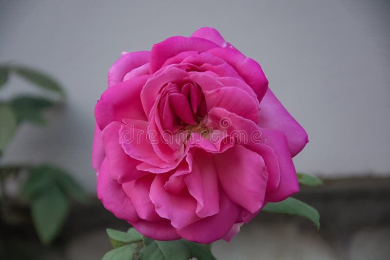Rose with rosebud stock image. Image of closeup, flora - 972335