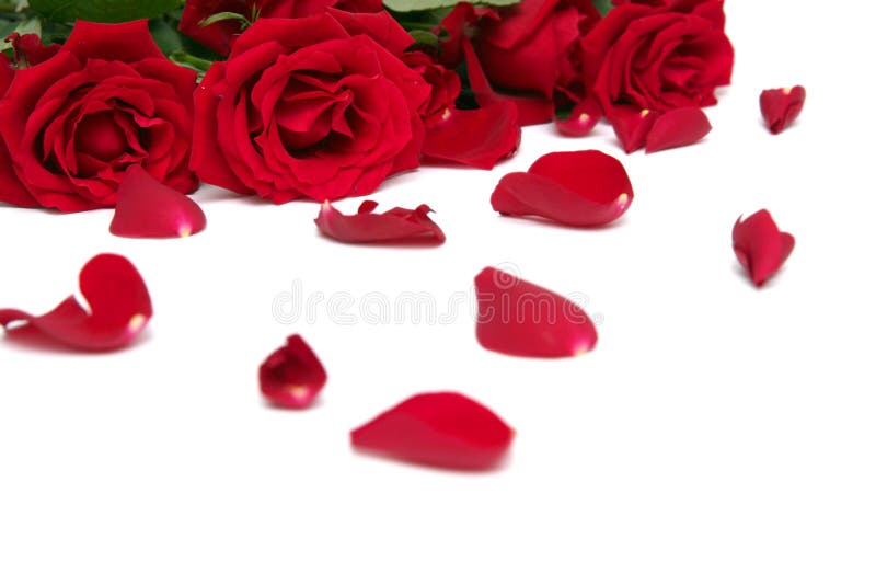 Rose rosse fotografie stock libere da diritti Rose rosse fotografie stock libere da diritti
