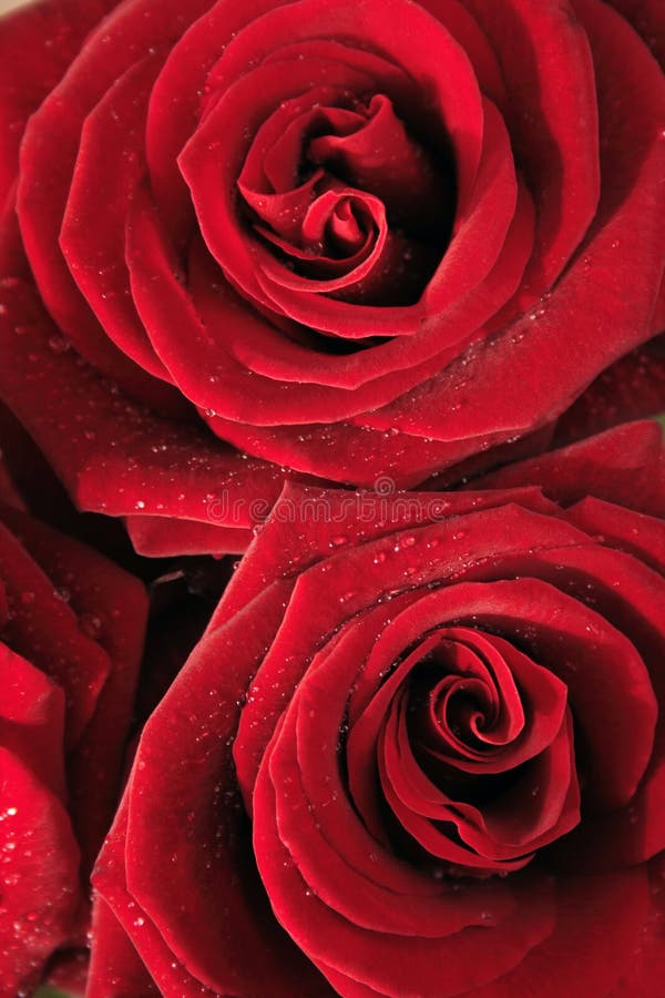 Rose rosse fotografie stock Rose rosse fotografie stock