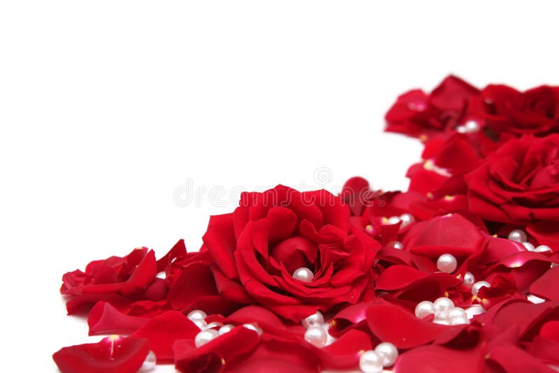 Rose rosse fotografia stock libera da diritti Rose rosse fotografia stock libera da diritti