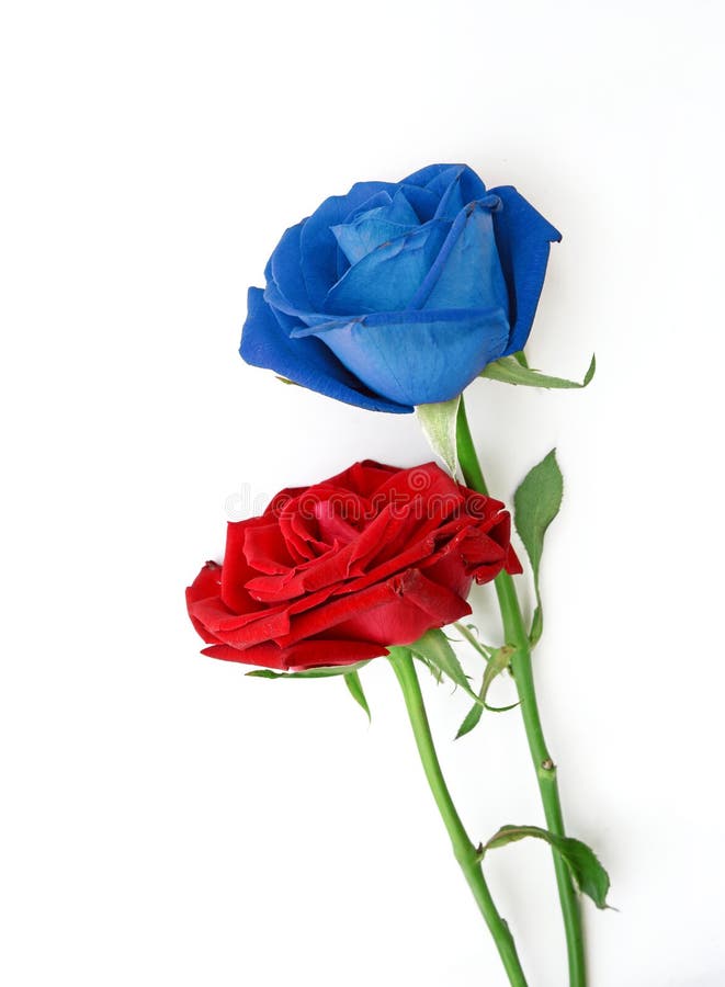 Foto Stock Fiore di una rosa blu isolata su sfondo bianco