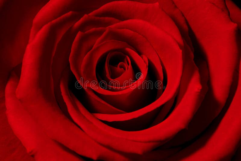 Rose rouge image stock