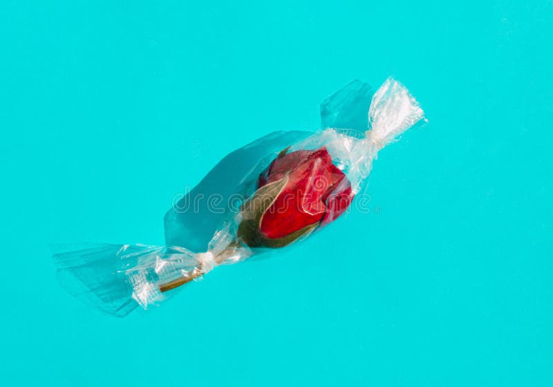 Rose rouge enveloppé comme des bonbons sur fond bleu vif. image stock