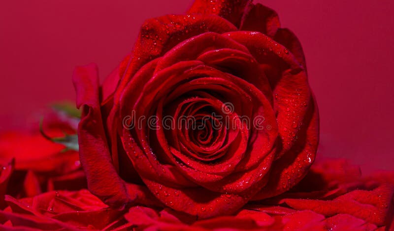 Rose Rouge Lumineuse Pour Valentine Day Roses Dans Le Fleuriste Une Fleur  Rouge De Rose Pétales Roses Fleur Rose De Rouge Fermez- Image stock - Image  du romantique, amour: 141738197