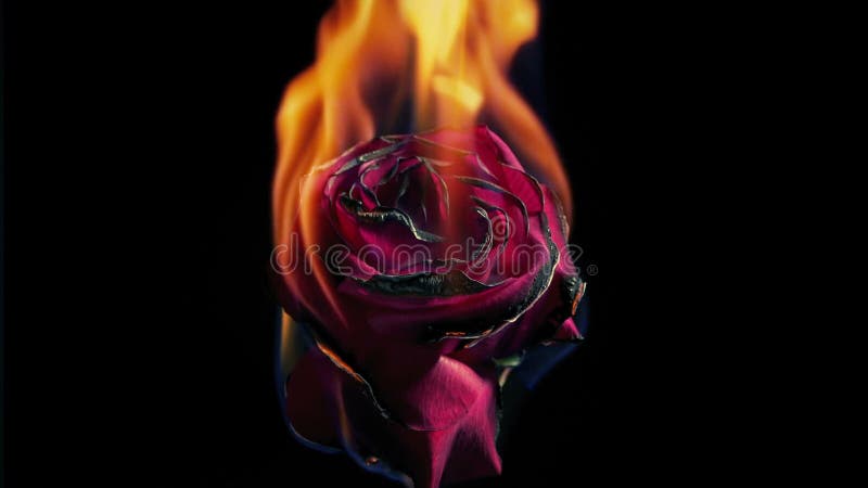 Rose rouge s'enflamme et brûle en feu