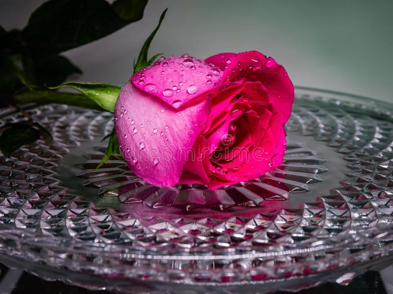 Rose Rouge Sur Un Plateau En Cristal Avec Des Gouttelettes D'eau Fleur De  L'amour Photo stock - Image du pichet, positionnement: 137179178