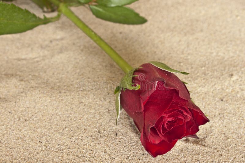 Rose in sand stock image. Image of plants, beach, flower 11372653