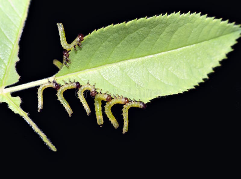 Roses are prone to many pests and diseases - here Arge pagana - sawfly larva. You can see one leaf eaten right back to the stem. Roses are prone to many pests and diseases - here Arge pagana - sawfly larva. You can see one leaf eaten right back to the stem...