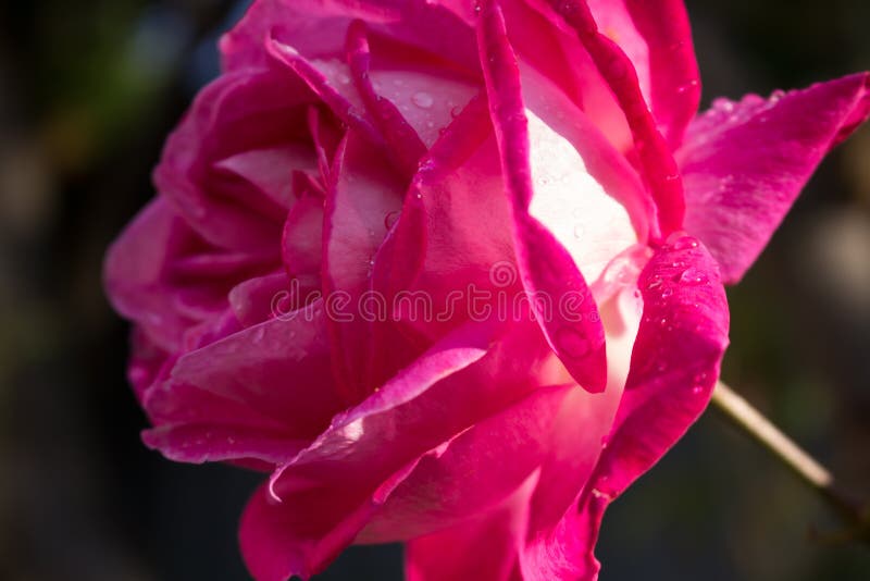 Rose se calentó por el sol después de lluvia fotografía de archivo libre de regalías Rose se calentó por el sol después de lluvia fotografía de archivo libre de regalías